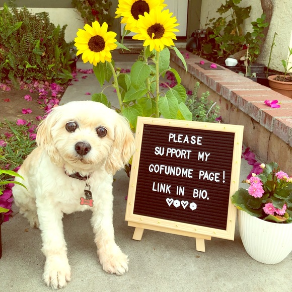 kate spade Handbags - ✨🤍 fundraiser to save my puppy’s eyes ✨🤍